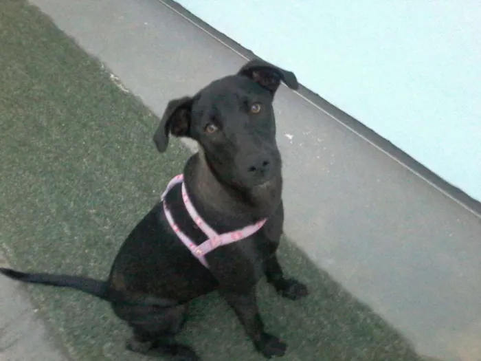Cachorro ra a Vira-lata idade 7 a 11 meses nome Katara