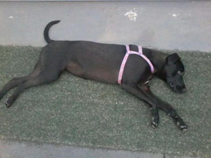 Cachorro ra a Vira-lata idade 7 a 11 meses nome Katara