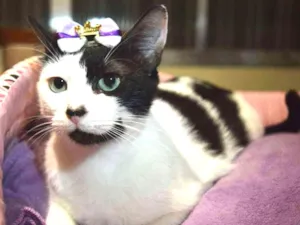 Gato raça sem raça definida idade 1 ano nome Cindy