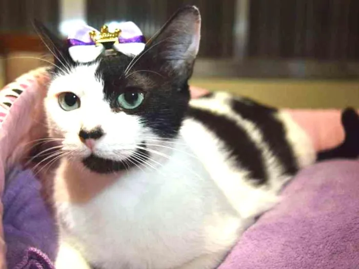 Gato ra a sem raça definida idade 1 ano nome Cindy