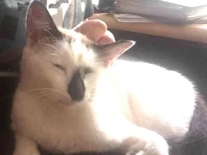 Gato raça Siamês idade 2 a 6 meses nome Achado