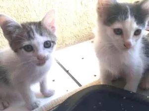 Gato raça todas idade 2 a 6 meses nome todos