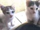 Gato raça todas idade 2 a 6 meses nome todos