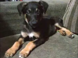 Cachorro raça srd idade 2 a 6 meses nome Stevie