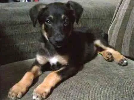 Cachorro ra a srd idade 2 a 6 meses nome Stevie