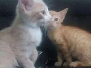 Gato raça  idade 2 a 6 meses nome mimi