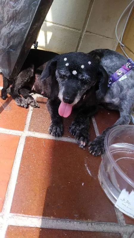 Cachorro ra a SRD idade 2 anos nome Irmas