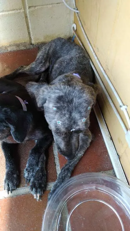 Cachorro ra a SRD idade 2 anos nome Irmas