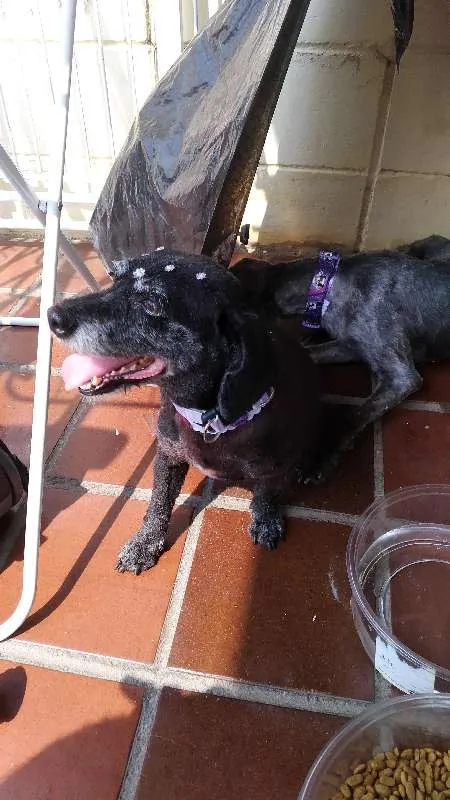 Cachorro ra a SRD idade 2 anos nome Irmas