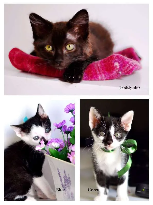 Gato raça SRD idade 2 a 6 meses nome Todynho