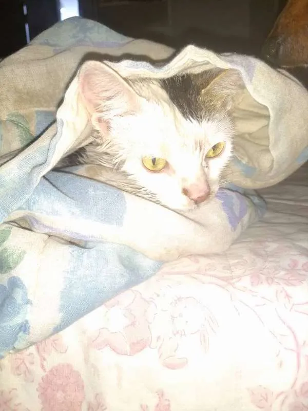 Gato ra a  idade 2 a 6 meses nome Cristal