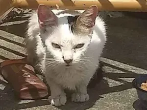 Gato raça  idade 2 a 6 meses nome Cristal