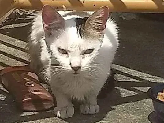 Gato ra a  idade 2 a 6 meses nome Cristal