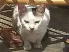 Gato raça  idade 2 a 6 meses nome Cristal
