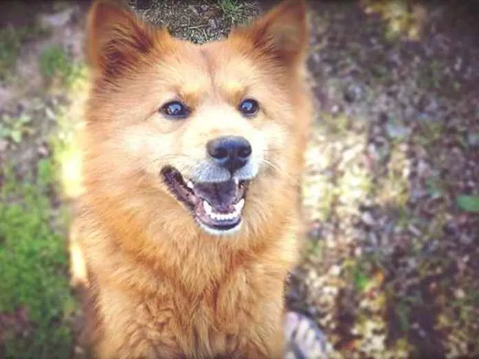 Cachorro ra a Chow-Chow/Mix idade 5 anos nome Yaskara