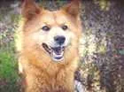 Cachorro raça Chow-Chow/Mix idade 5 anos nome Yaskara
