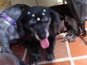 Cachorro raça SRD idade 2 anos nome Irmas