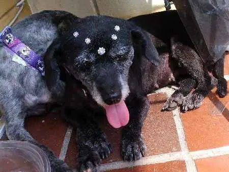 Cachorro ra a SRD idade 2 anos nome Irmas