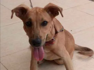 Cachorro raça não definida idade 2 anos nome Hanna