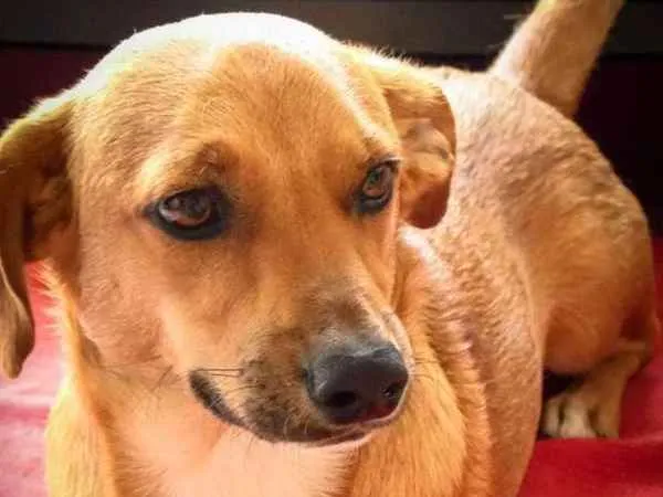 Cachorro ra a Salsicha/Mix idade 5 anos nome Tomba