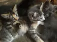 gatinhos