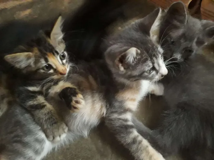 Gato raça mistisos idade 2 a 6 meses nome gatinhos