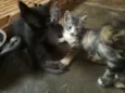 gatinhos