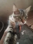 gatinhos