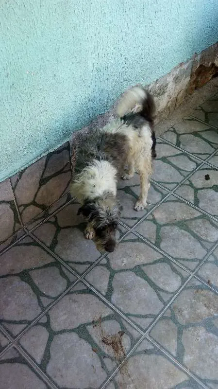 Cachorro ra a Indefinido  idade 3 anos nome Alef