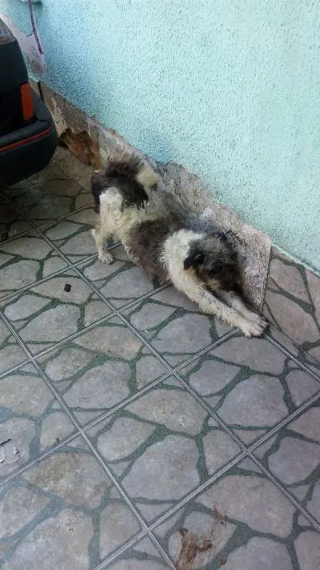 Cachorro ra a Indefinido  idade 3 anos nome Alef