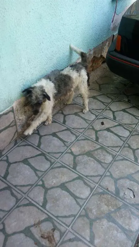 Cachorro ra a Indefinido  idade 3 anos nome Alef