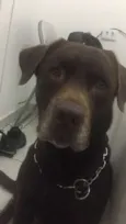 paco