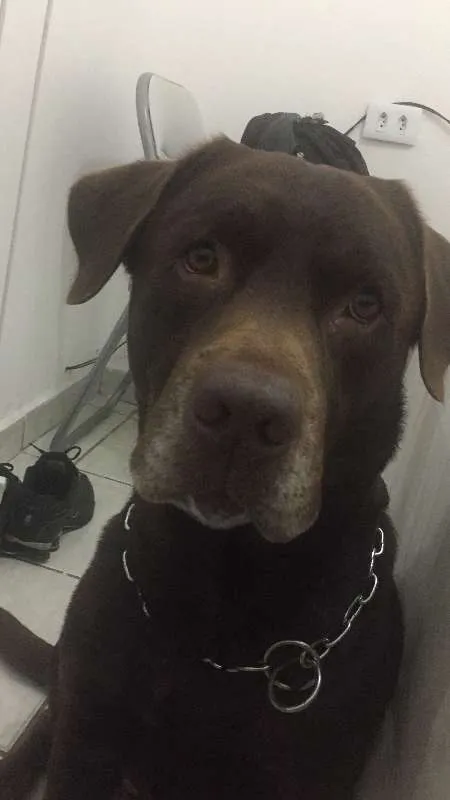 Cachorro raça Labrador idade 5 anos nome paco