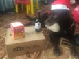 paco