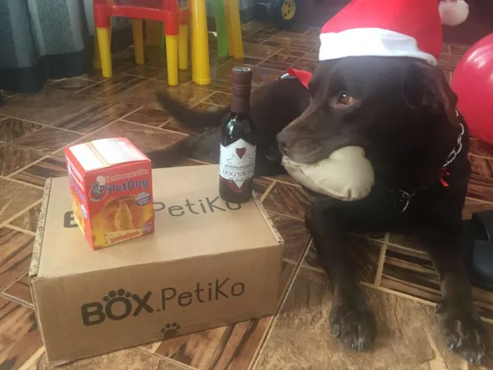 Cachorro raça Labrador idade 5 anos nome paco