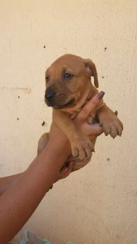 Cachorro ra a Vira-lata idade Abaixo de 2 meses nome (sem nomes)