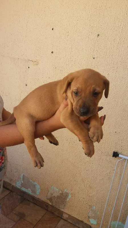 Cachorro ra a Vira-lata idade Abaixo de 2 meses nome (sem nomes)
