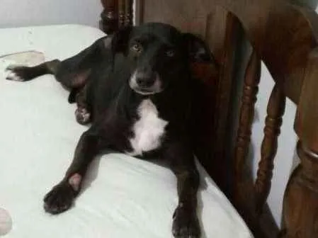 Cachorro ra a Indefinido idade 5 anos nome Pretinha