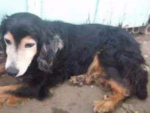 Cachorro raça SRD idade 1 ano nome Sem nome