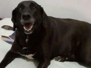 Cachorro raça indefinida idade 5 anos nome Saura