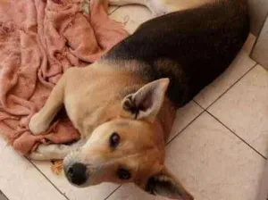Cachorro raça indefinida idade 4 anos nome Tobi