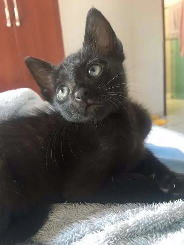 Gato ra a SRD idade 2 a 6 meses nome "Mimo"