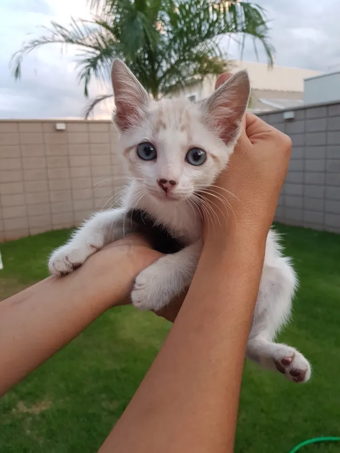 Gato ra a Srd idade 2 a 6 meses nome Chicó e João Grilo 