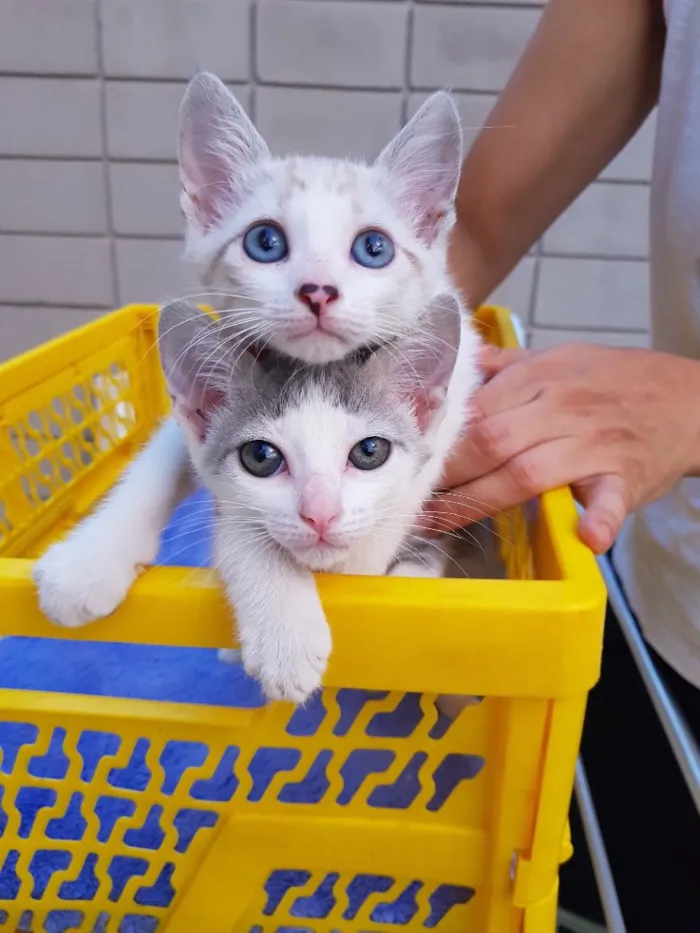 Gato ra a Srd idade 2 a 6 meses nome Chicó e João Grilo 
