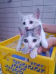 Chicó e João Grilo