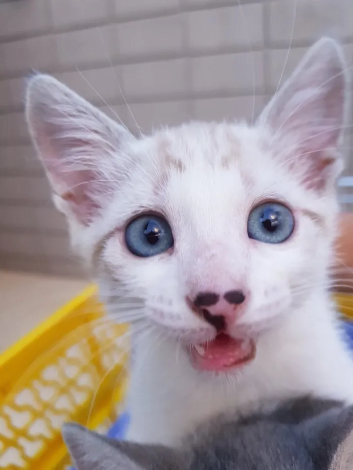 Gato ra a Srd idade 2 a 6 meses nome Chicó e João Grilo 