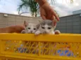 Chicó e João Grilo