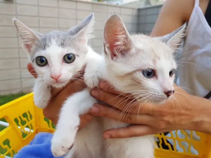 Gato ra a Srd idade 2 a 6 meses nome Chicó e João Grilo 