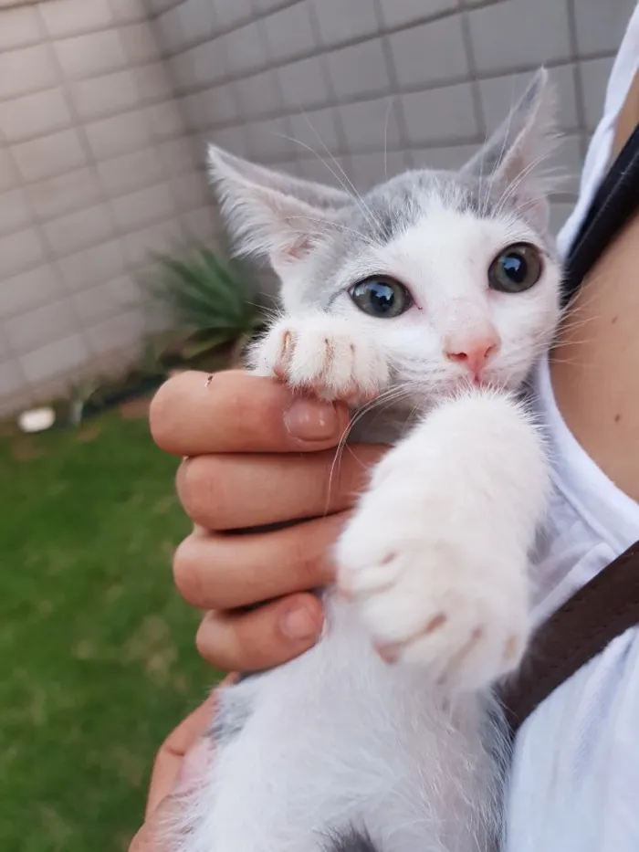 Gato ra a Srd idade 2 a 6 meses nome Chicó e João Grilo 