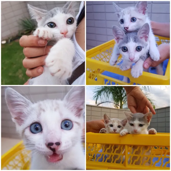 Gato ra a Srd idade 2 a 6 meses nome Chicó e João Grilo 